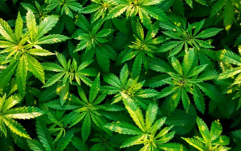 https://www.growbarato.net/blog/wp-content/uploads/2022/04/plantas-marihuana-macho-hembra.jpg.webp